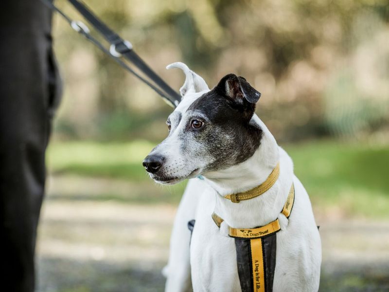 How to get your dog into a routine Dogs Trust